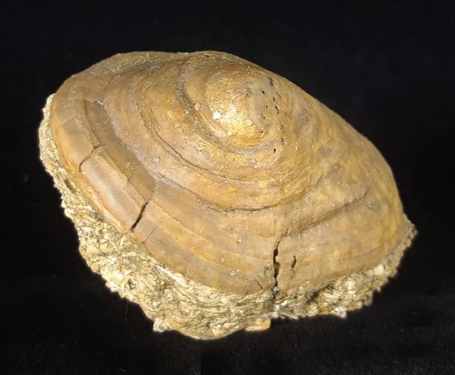 Velates perversus (GMELIN 1791) - Bild © FossNet FossilienStore
